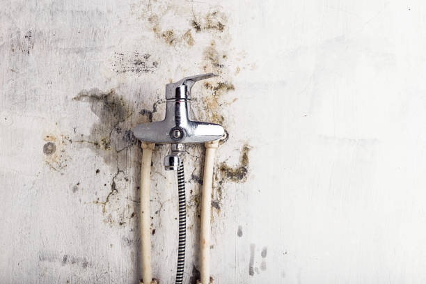Best Same-Day Mold Removal  in Cape Girardeau, MO