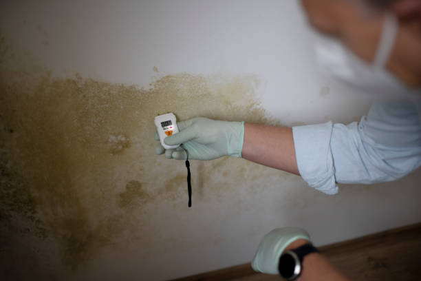 Best Mold Removal Specialists  in Cape Girardeau, MO