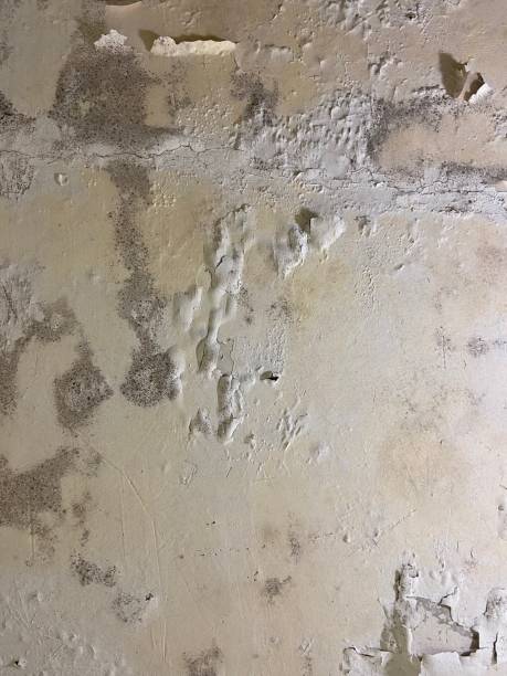 Best Attic Mold Removal  in Cape Girardeau, MO