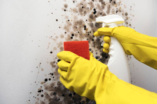 Attic Mold Removal in Cape Girardeau, MO