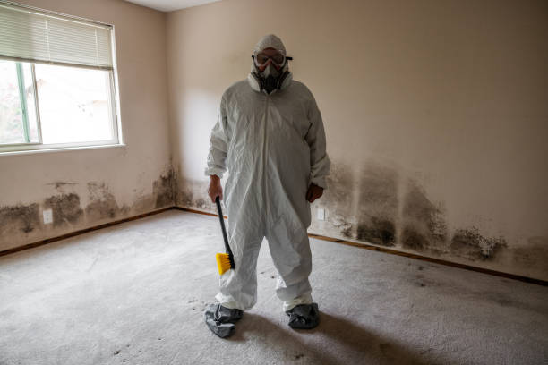 Best Certified Mold Removal  in Cape Girardeau, MO
