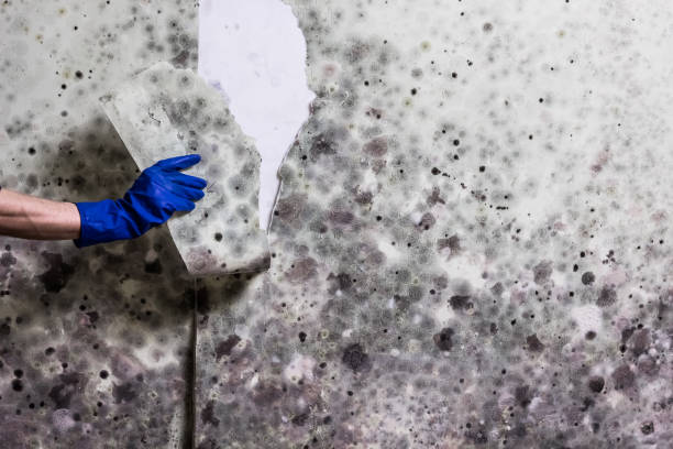 Best Mold Testing  in Cape Girardeau, MO